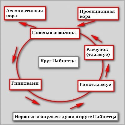 схема круга Пайпетца