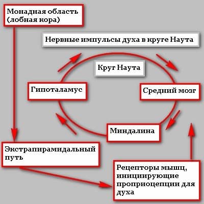 Схема круга Научта лимбической системы