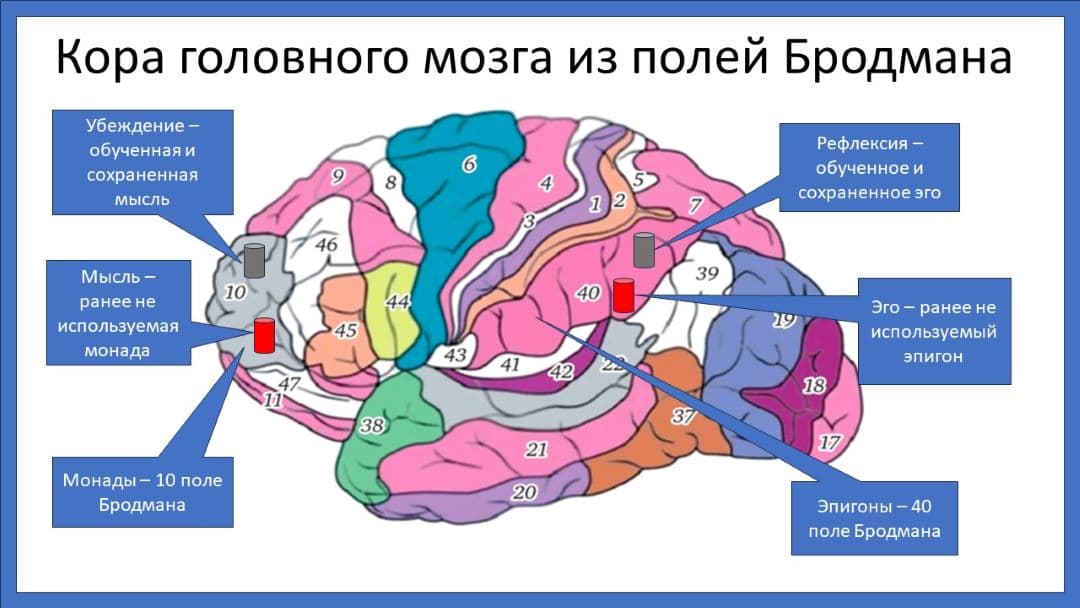 Поля Бродмана коры головного мозга