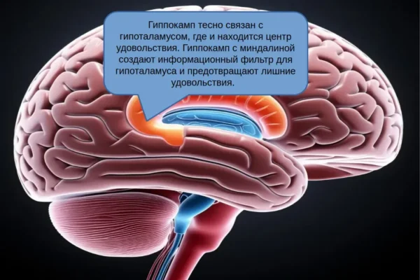 Центр удовольствия в гипоталамусе