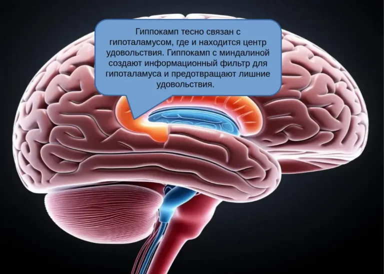 Центр удовольствия в гипоталамусе