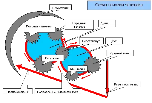 Активность человека, Психология Гурана, ноябрь 2007 год
