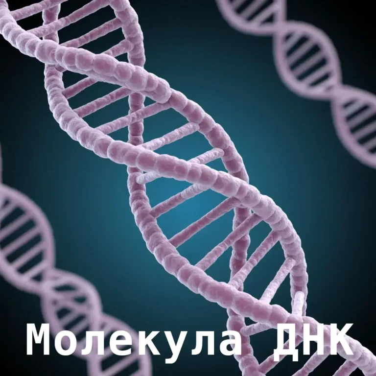 Молекула ДНК, феномен человека