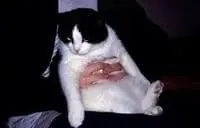 Любовь к людям и животным - концепция Андрея Булатова