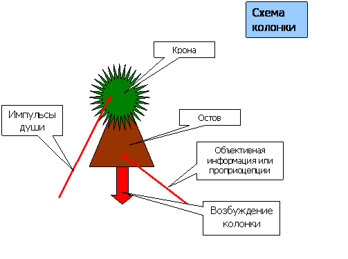схема нейронной колонки