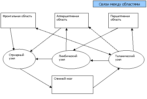 функциональные области коры