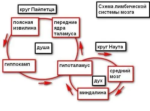 Нервные импульсы, психология с декабря 2008 года