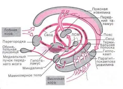 Психофизиология 31 мая 2009 года