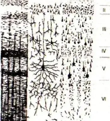 Маунткасл, колонка - функциональная единица новой коры