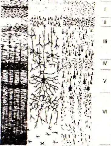 Маунткасл, колонка - функциональная единица новой коры