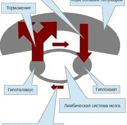Гиппокамп и гипоталамус, теория до ноября 2013 года