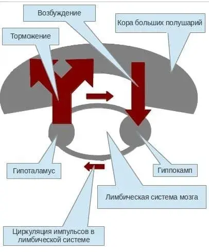 Гиппокамп и гипоталамус, теория до ноября 2013 года