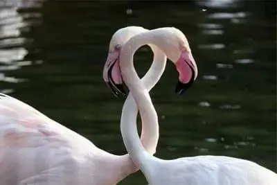 Отличие дружбы от любви