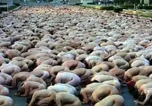 Нудизм, причина нудизма - видео