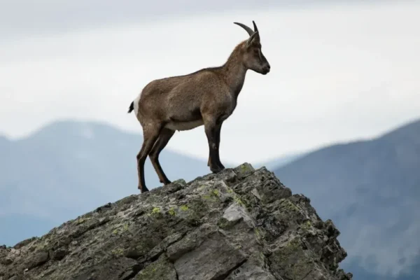 Горные козлы - для чего им крупные рога