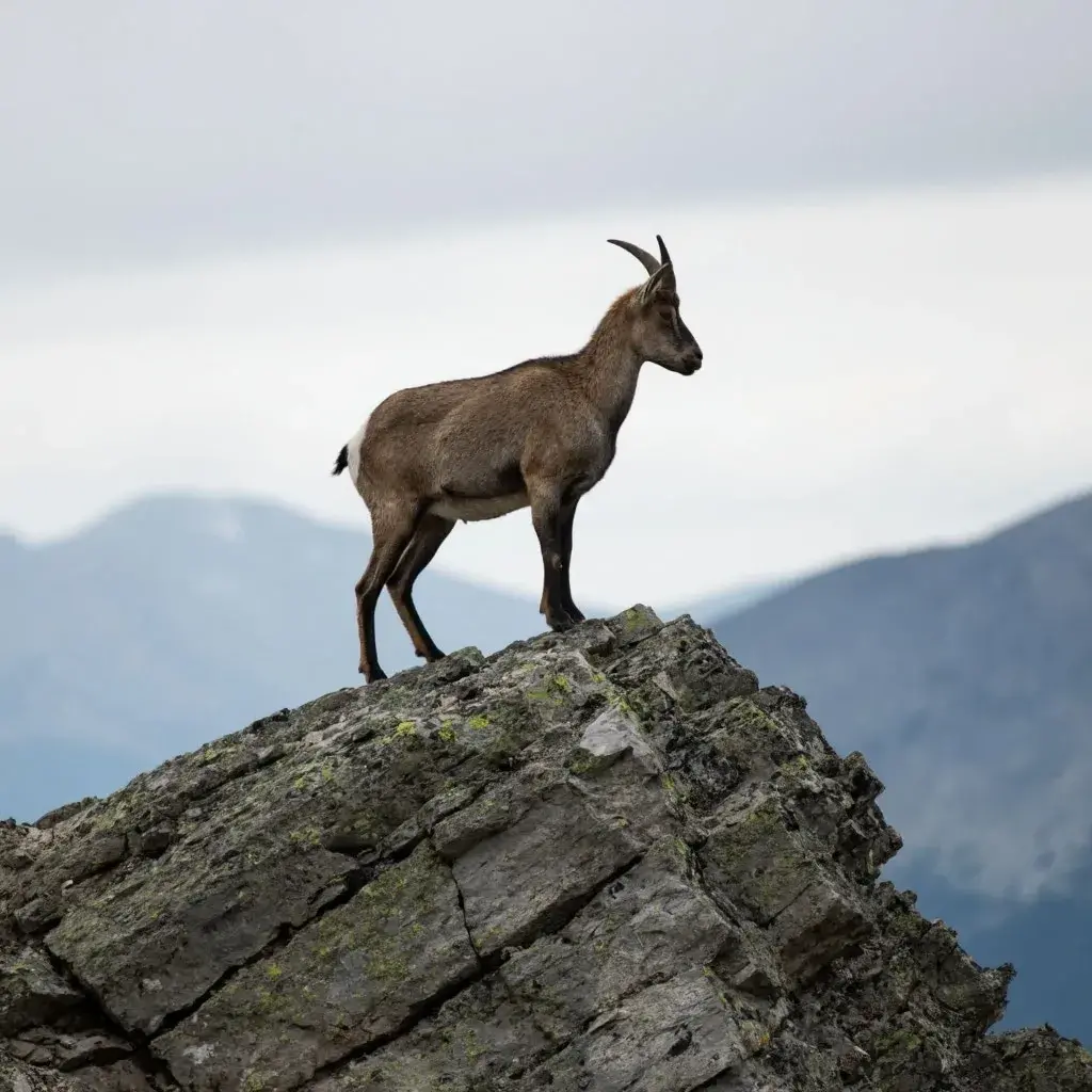 Горные козлы - для чего им крупные рога