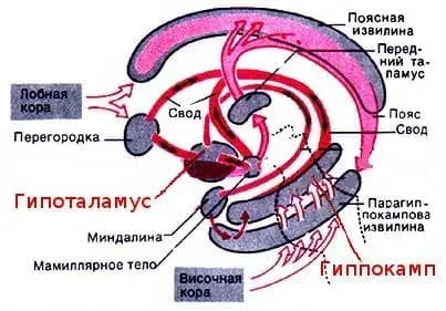 Подкорковые структуры мозга