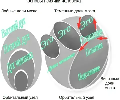 Дух человека на орбитах головного мозга