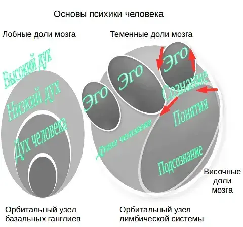 Дух человека на орбитах головного мозга