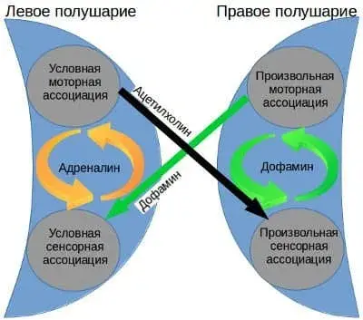 Дофамин, его роль в мыслительных операциях человека