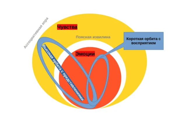 Восприятие, как из восприятия образуется представление