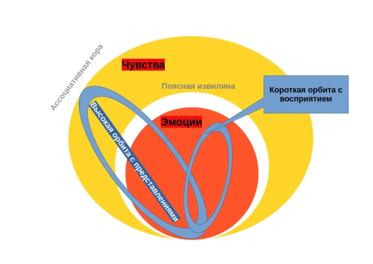 Восприятие, как из восприятия образуется представление