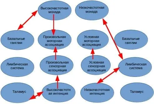 Ассоциация модулей коры головного мозга