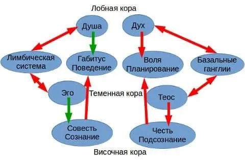 Габитус в социологии и в полушариях головного мозга