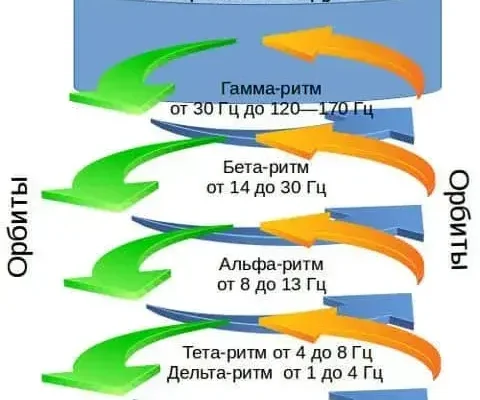 Кортикальные колонки - модули головного мозга