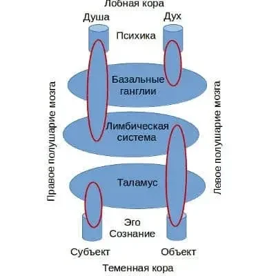 Основа психики человека в противоположности души и духа
