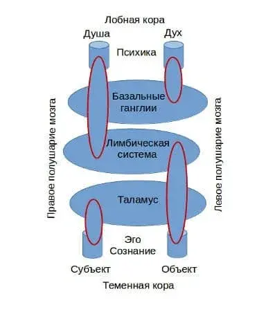 Основа психики человека в противоположности души и духа