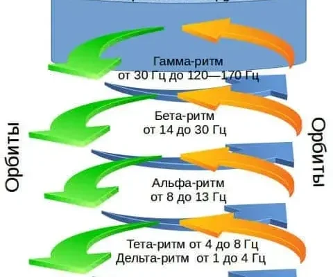 Нейронный модуль как функциональная единица неокортекса