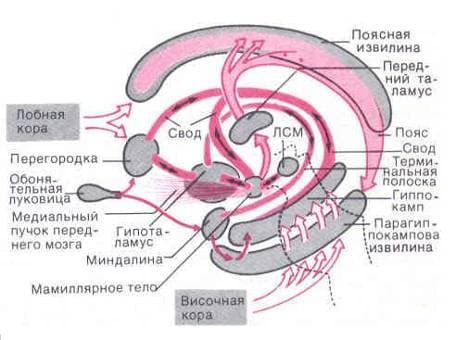 Лимбическая система мозга Лимбическая система мозга