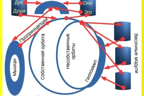 Логические операции на орбитах лимбической системы мозга