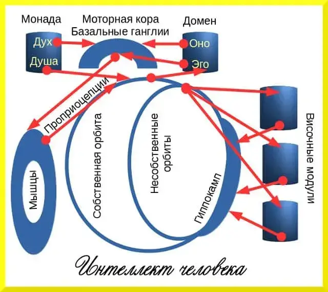 Логические операции на орбитах лимбической системы мозга