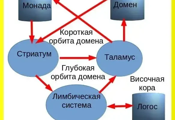 Основа психики человека