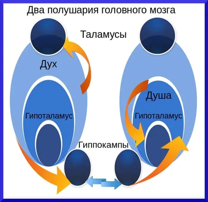 Диссонанс межполушарный в квантовой психологии