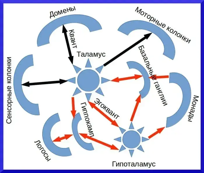 Квантовая психология, импульсы кодируют информацию