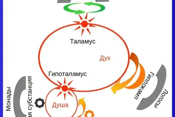 Лимбическая система мозга человека