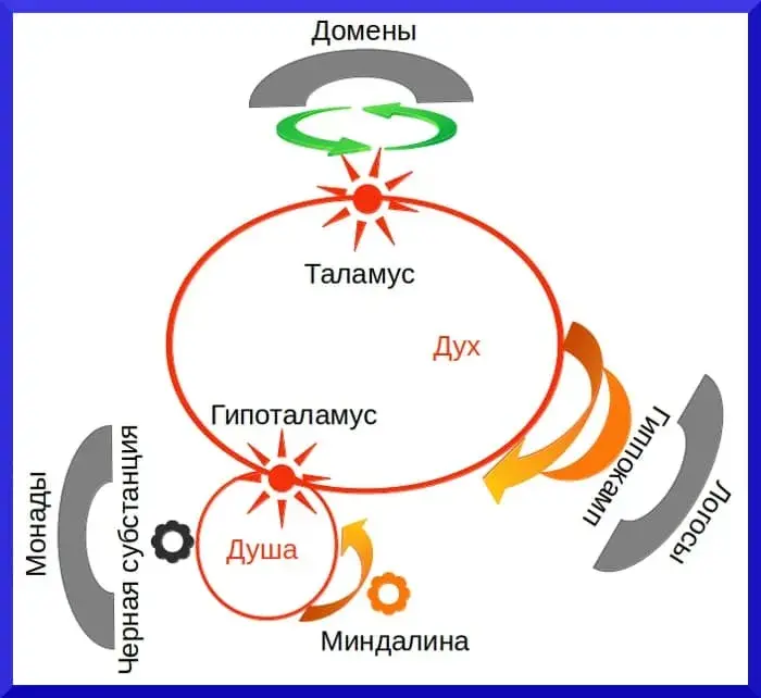 Лимбическая система мозга человека