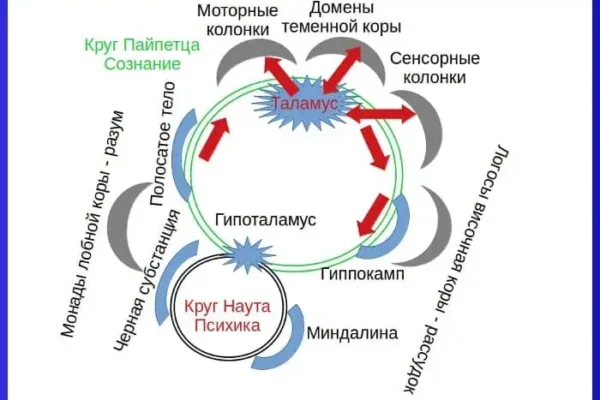 Основы общей психологии таламической интерпретации