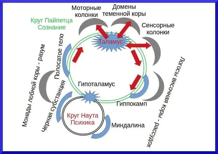 Основы общей психологии таламической интерпретации