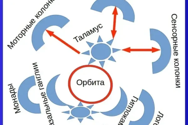 Основы психологии в таламической парадигме