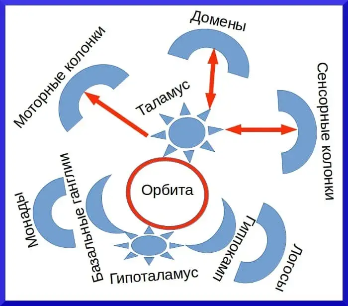 Основы психологии в таламической парадигме