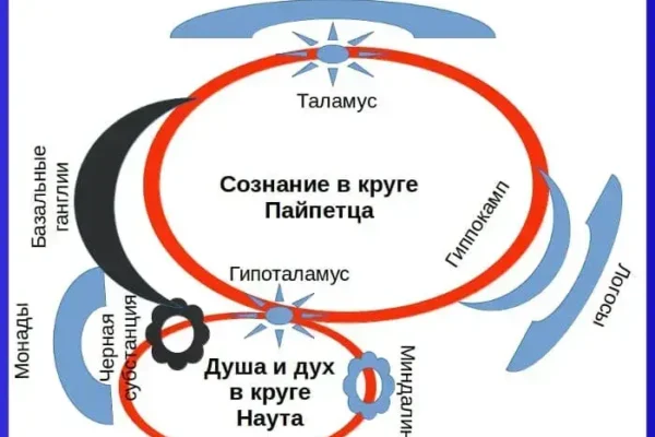Дух и душа: нейрофизиология мозга
