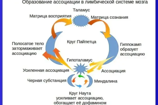 Теория ассоциации в круге Пайпетца и Наута