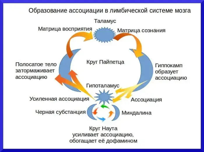 Теория ассоциации в круге Пайпетца и Наута