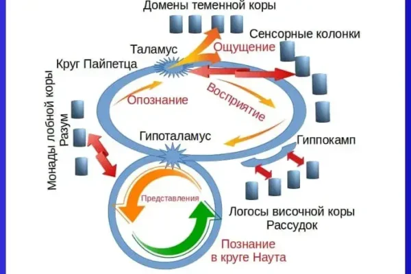 Познание предметов до 16 февраля 2020 года