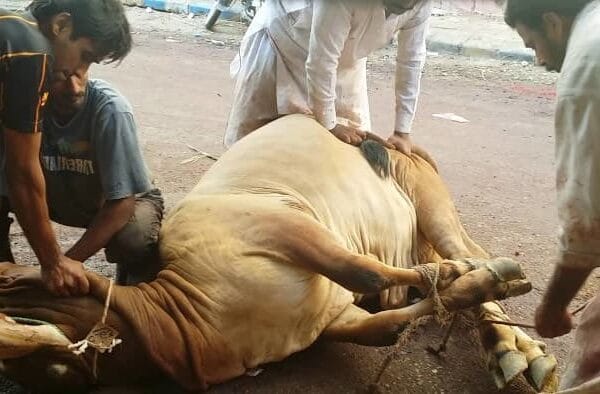 Экофашизм - концепция Андрея Булатова