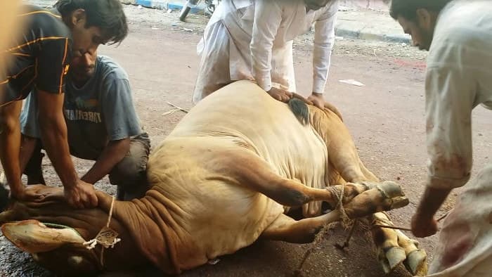 Экофашизм - концепция Андрея Булатова